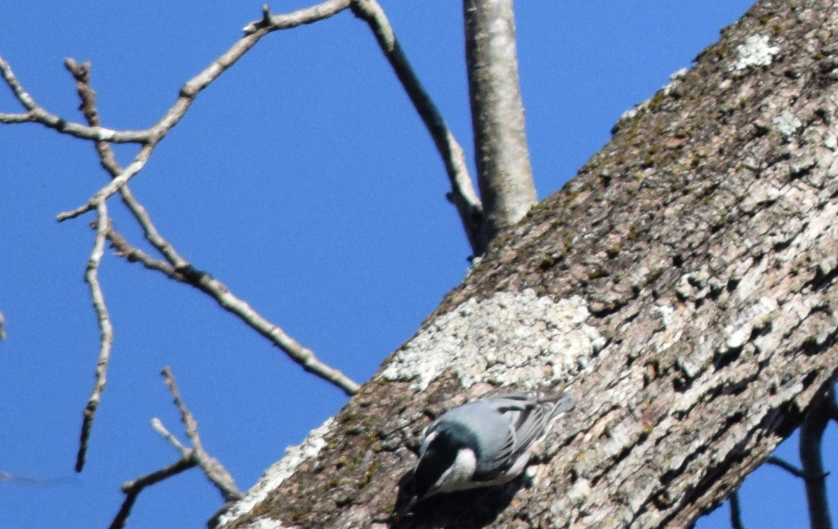 White-breasted Nuthatch - ML644485881