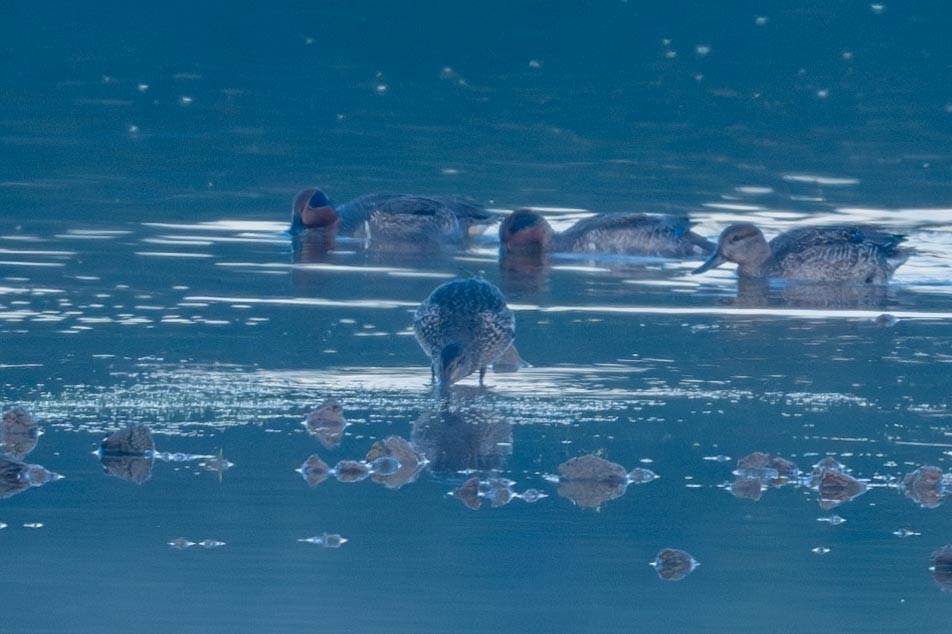 Green-winged Teal - ML644485885