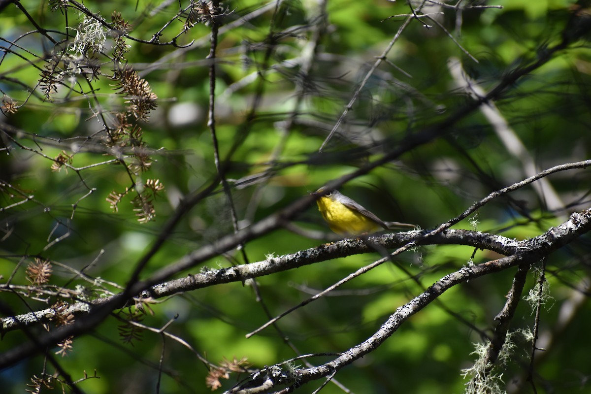 Canada Warbler - ML644485890