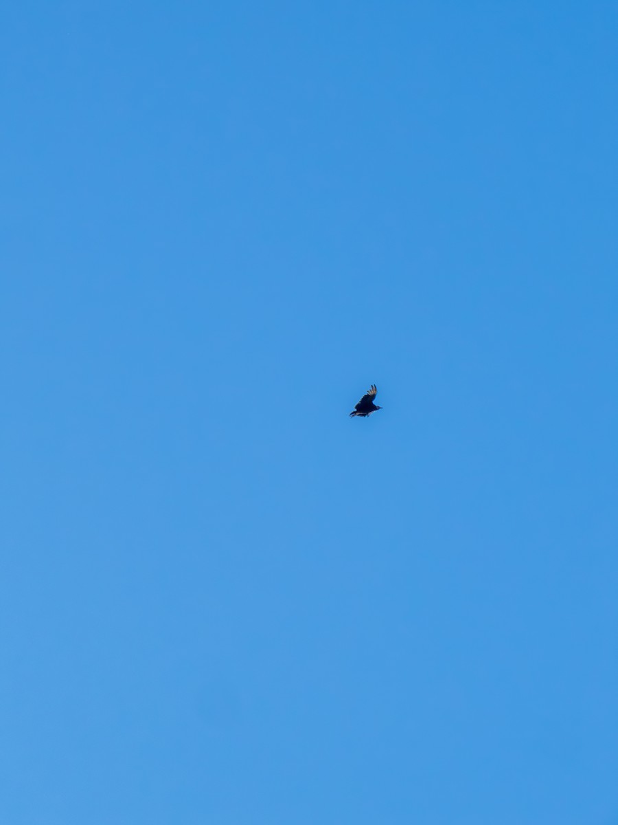 svartkondor - ML644485893