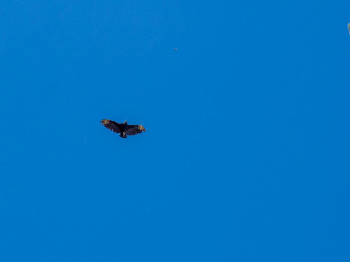 svartkondor - ML644485894