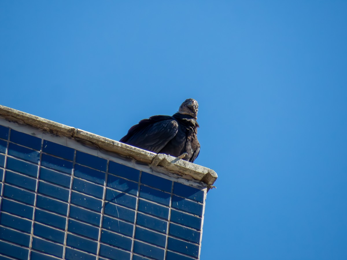 Zopilote beltza - ML644485895