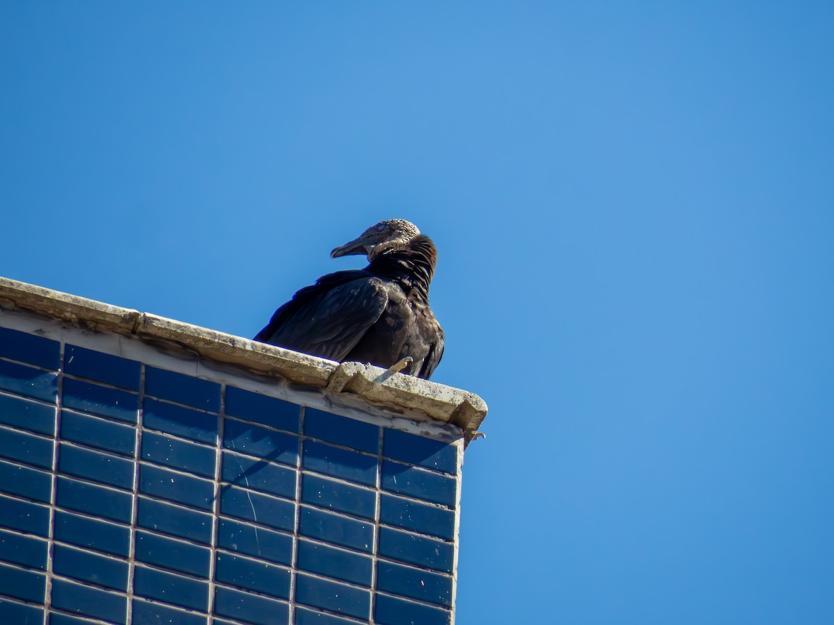 svartkondor - ML644485896