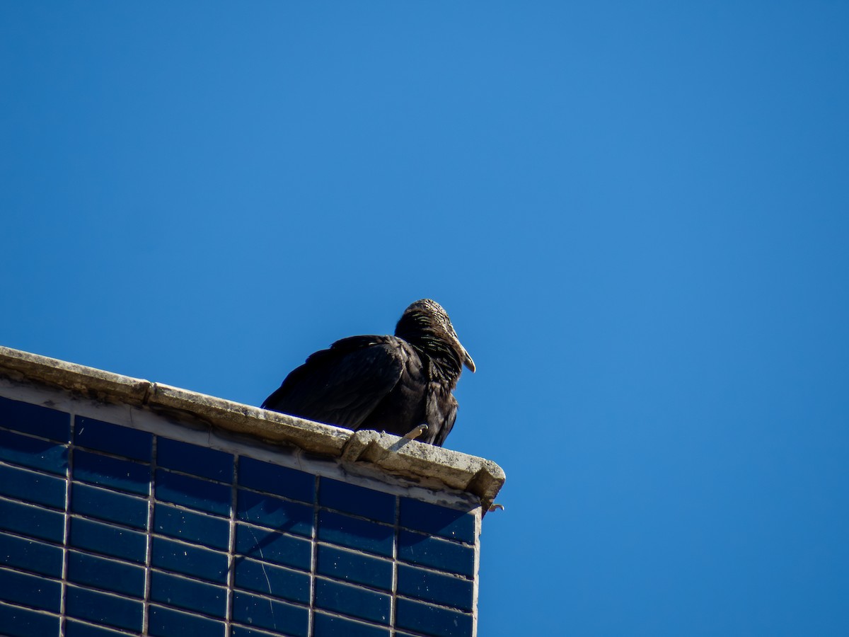 svartkondor - ML644485897