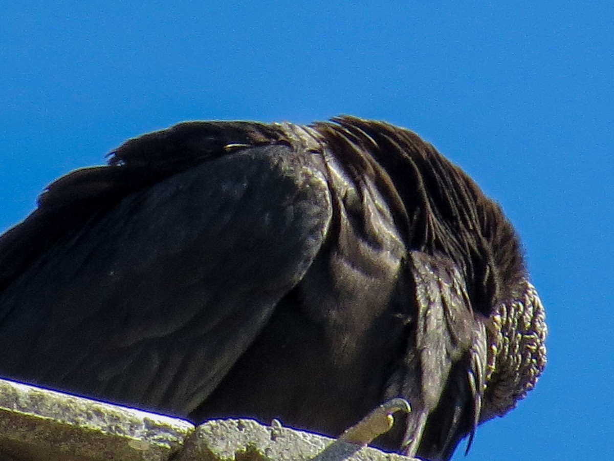 Zopilote beltza - ML644485898