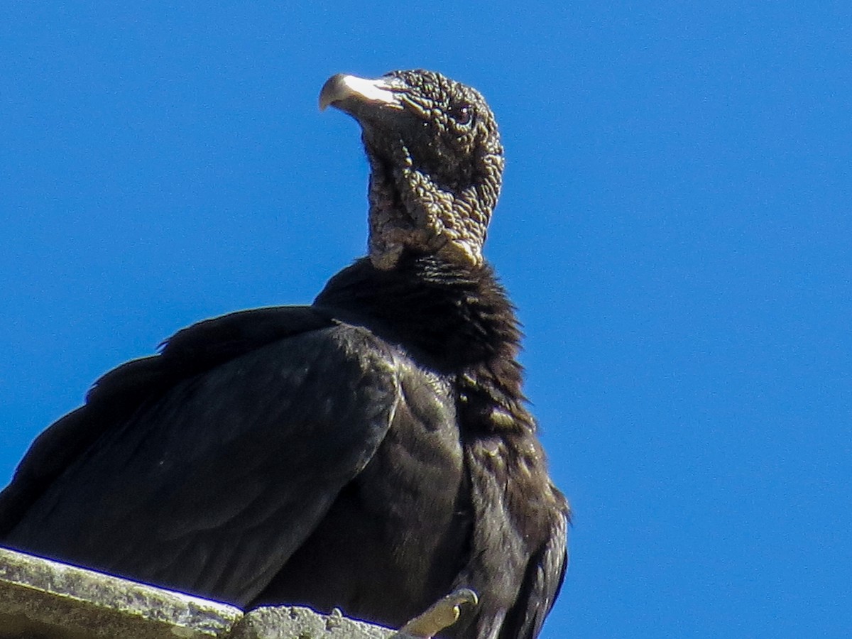 svartkondor - ML644485899