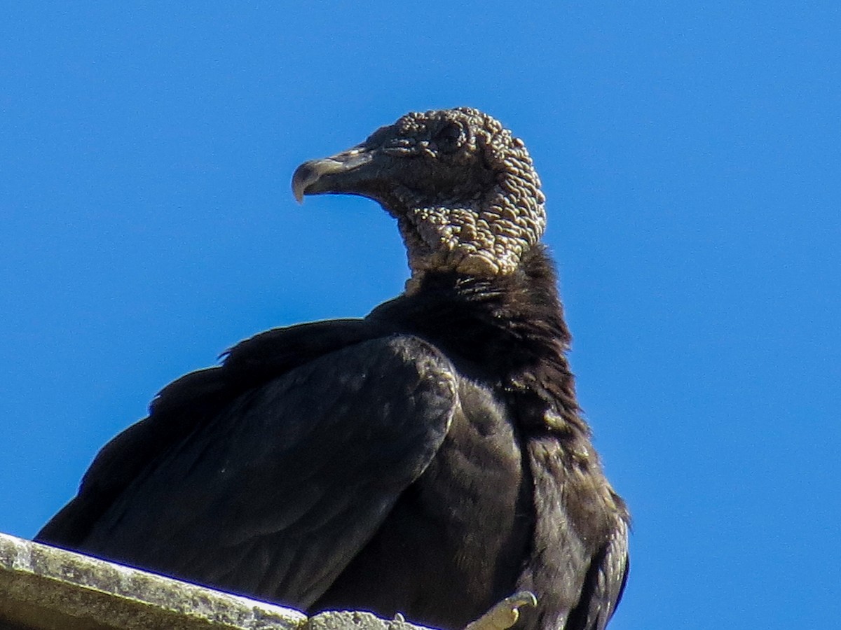 svartkondor - ML644485900