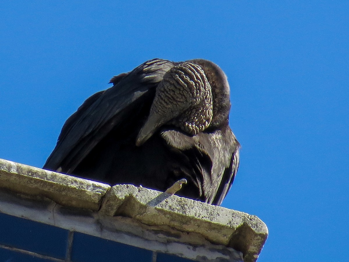 svartkondor - ML644485902