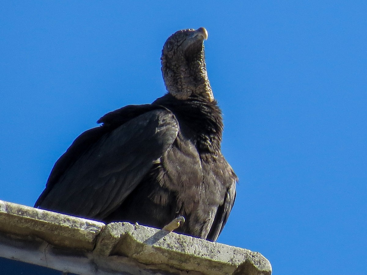 svartkondor - ML644485903