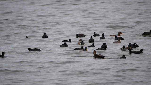 ברווז אמריקני - ML644485908