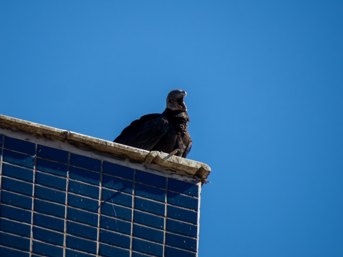 svartkondor - ML644485909