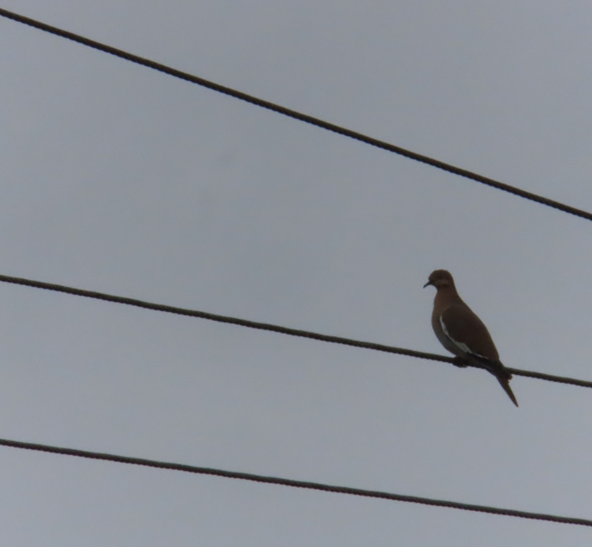 White-winged Dove - ML644485912