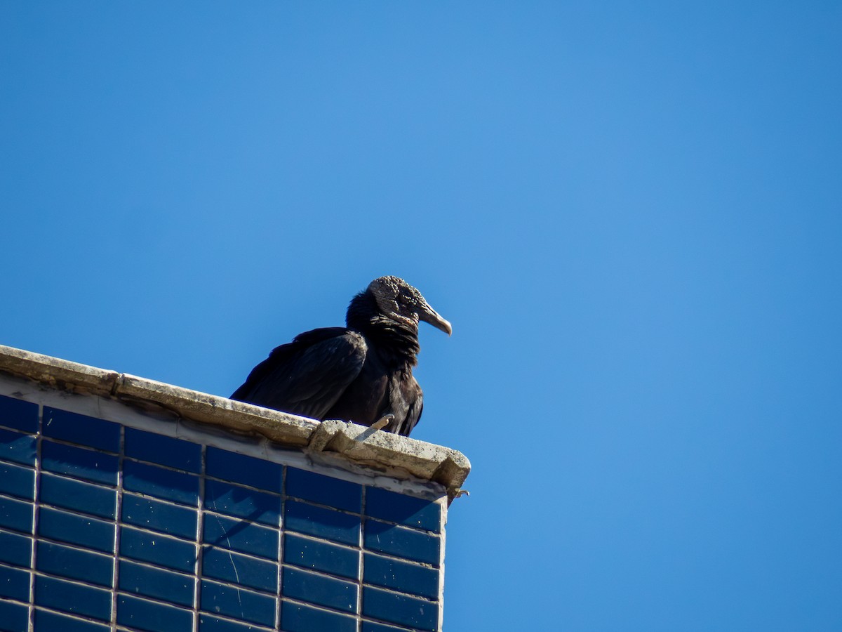 svartkondor - ML644485913