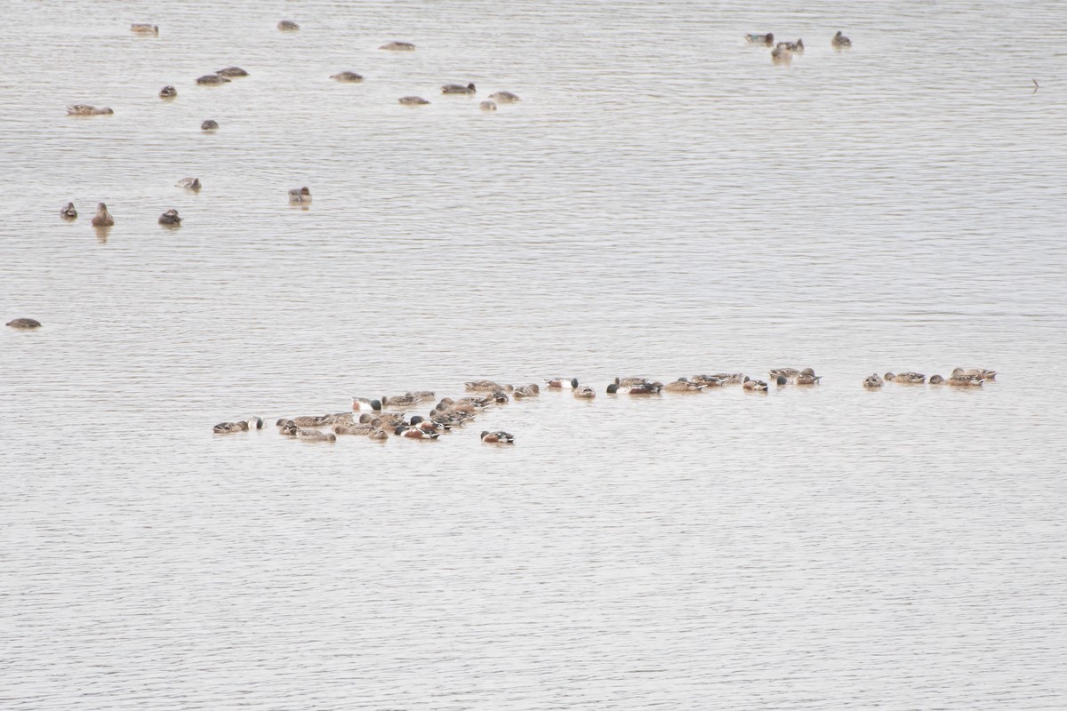 Northern Shoveler - ML644485915