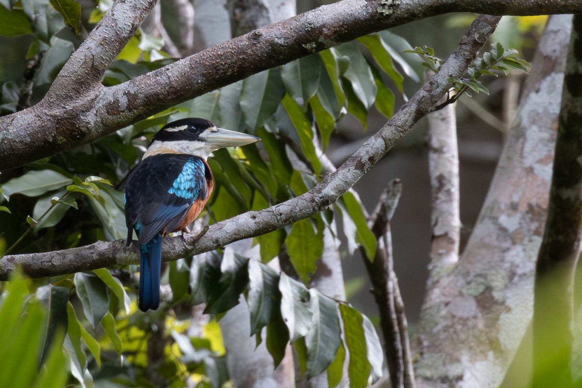 Rufous-bellied Kookaburra - ML644485916