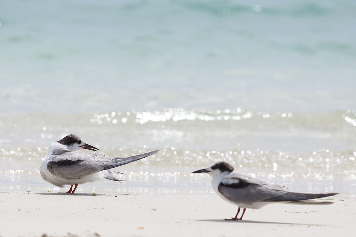 Charrán Común - ML644485920