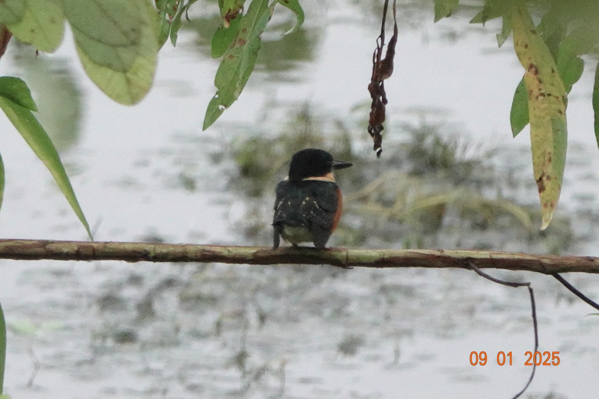 bronseisfugl - ML644485924