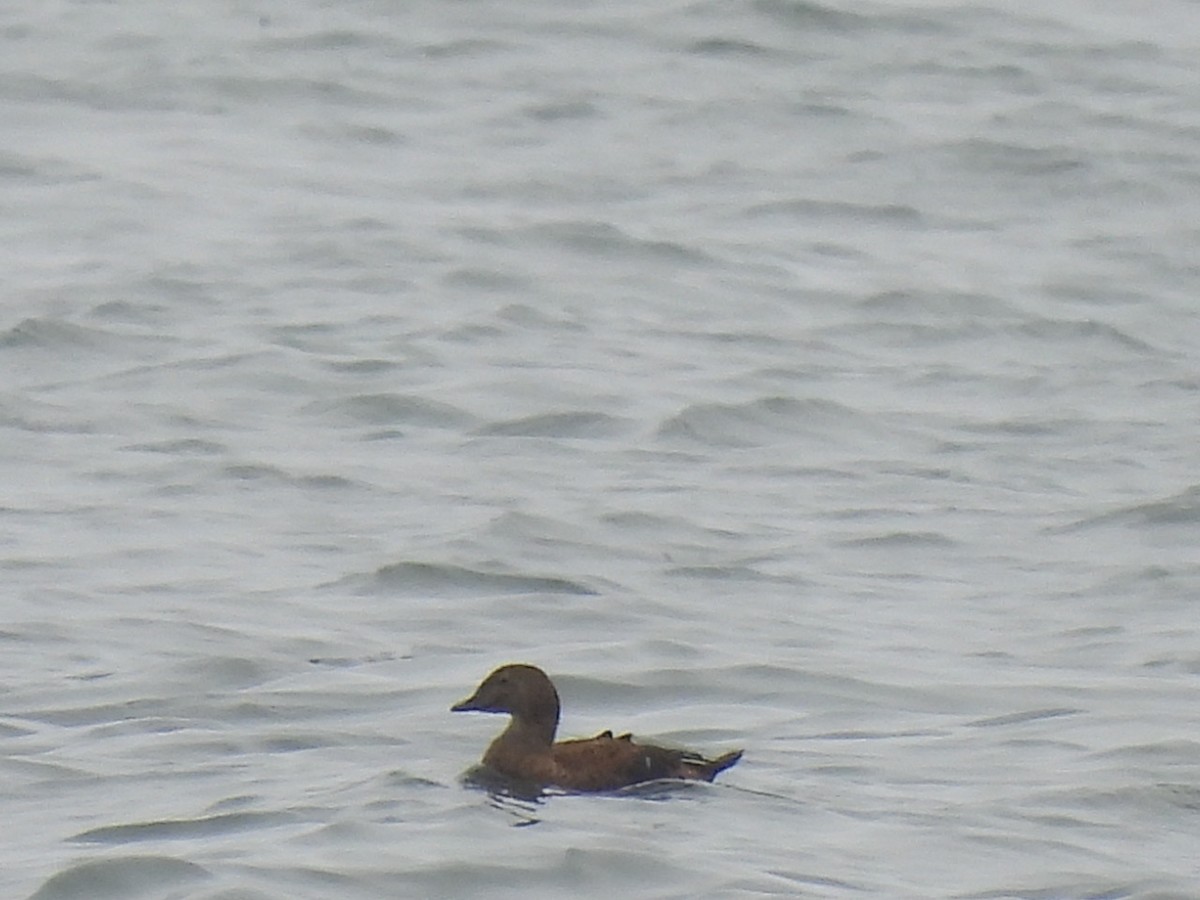 Éider Real - ML644485925