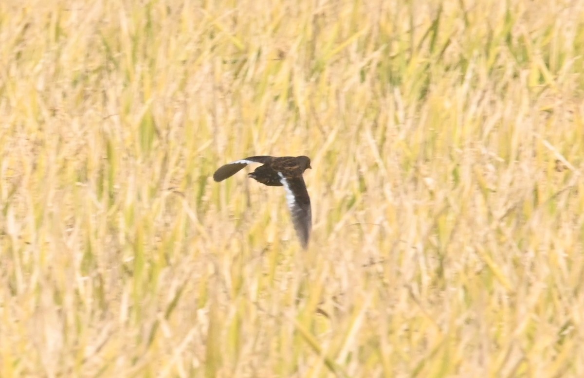 アメリカシマクイナ - ML644485927