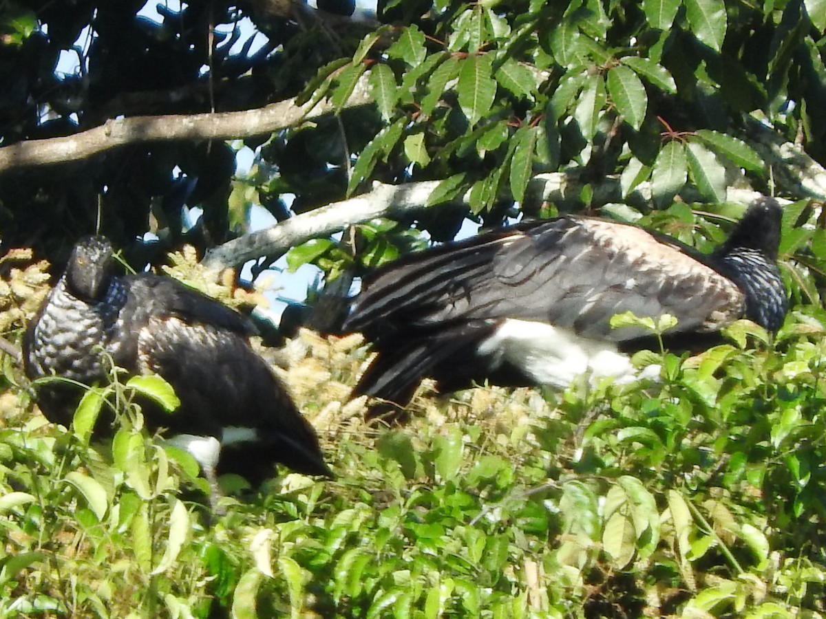 ツノサケビドリ - ML644485931