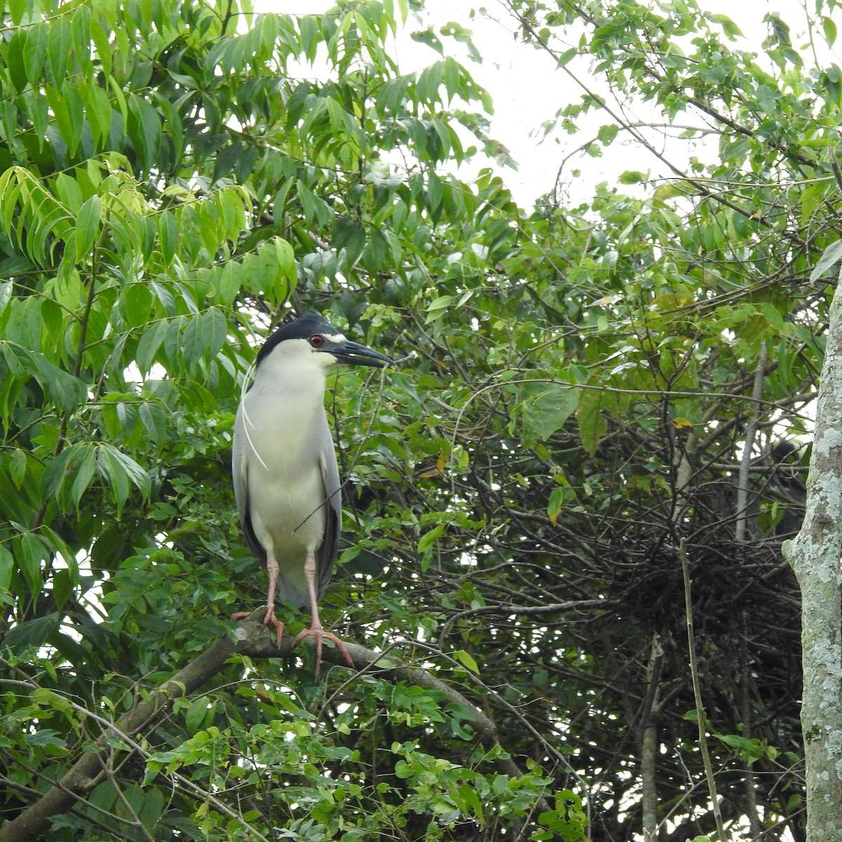 Black-crowned Night Heron - ML644485932