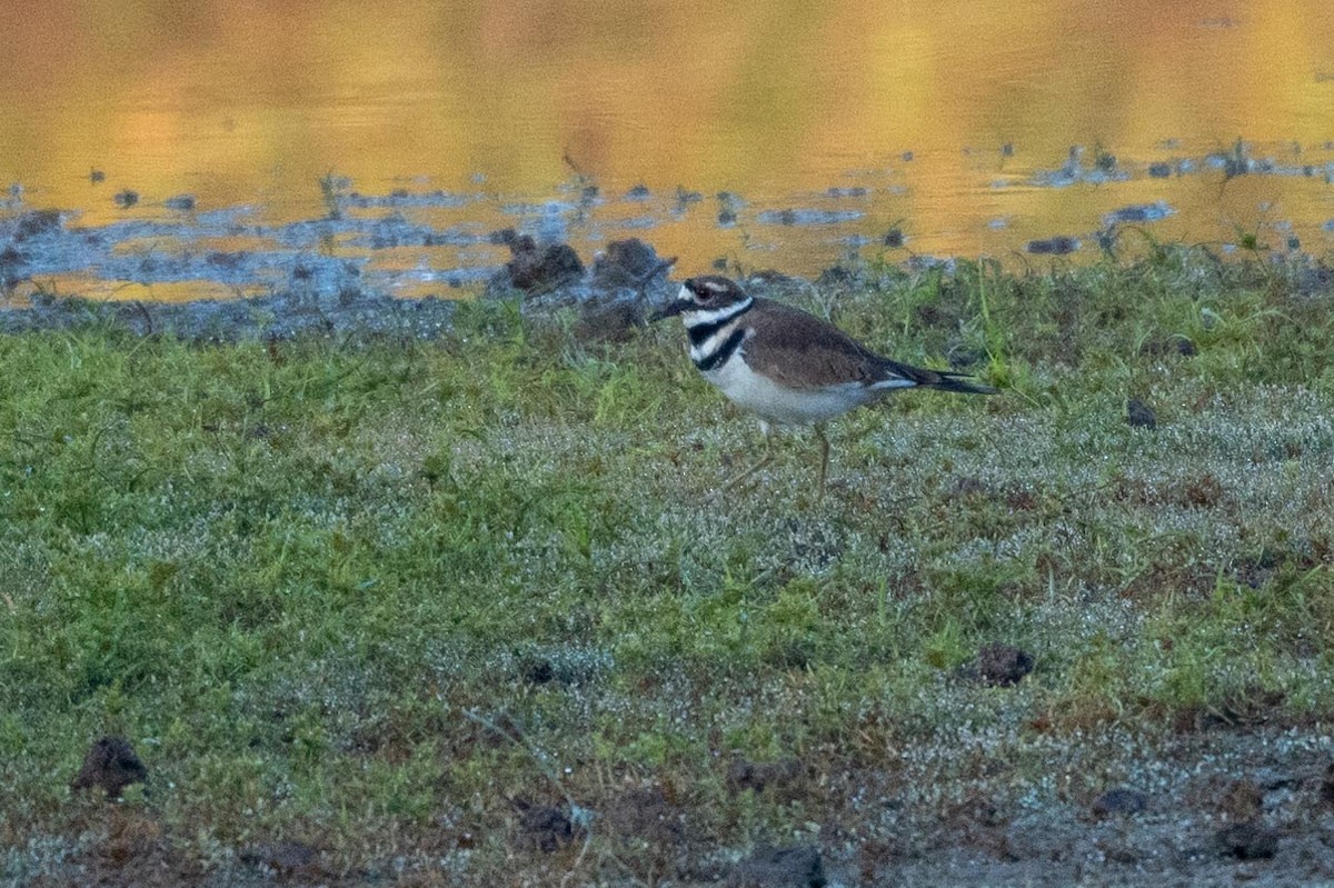Killdeer - ML644485934