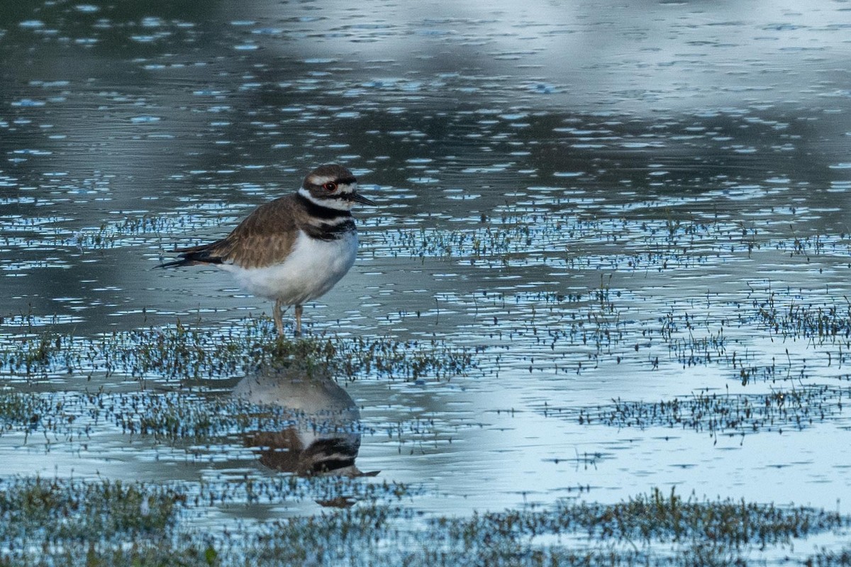 Killdeer - ML644485935