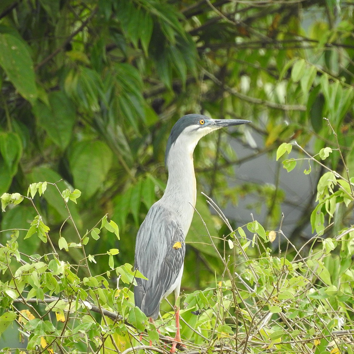 Black-crowned Night Heron - ML644485936