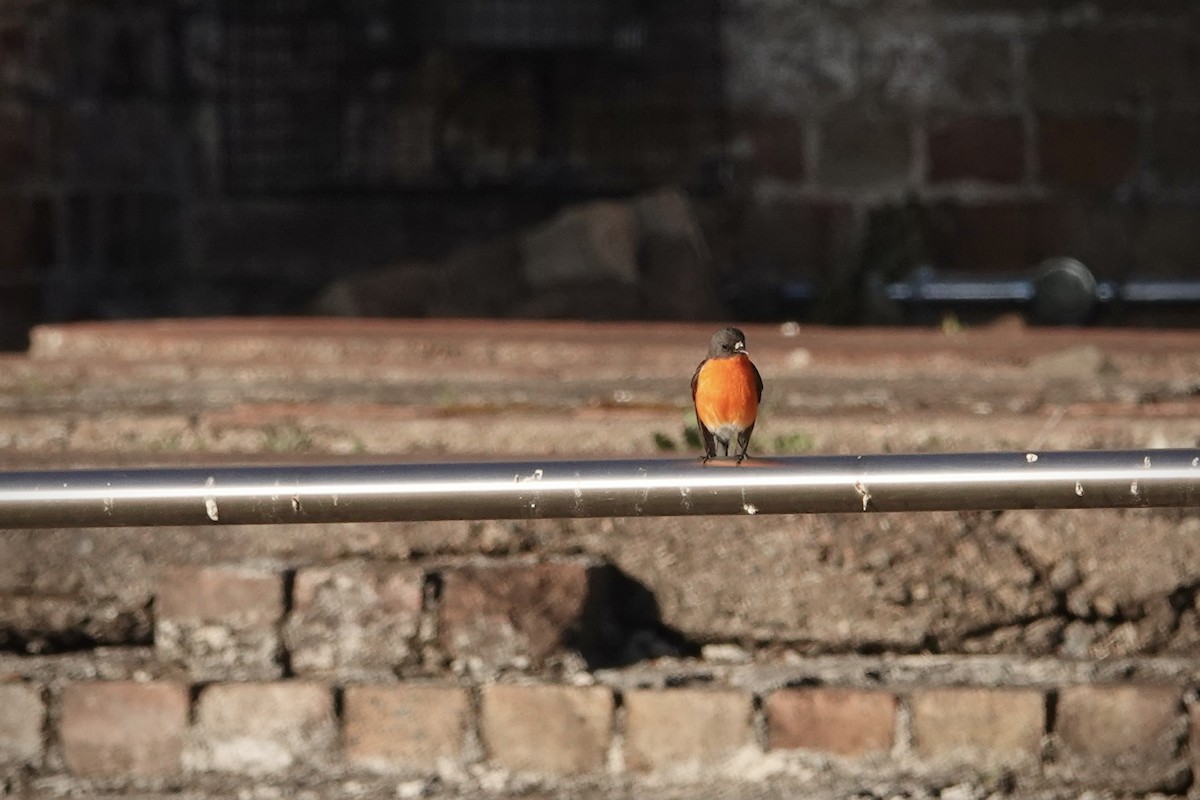 Flame Robin - ML644485941