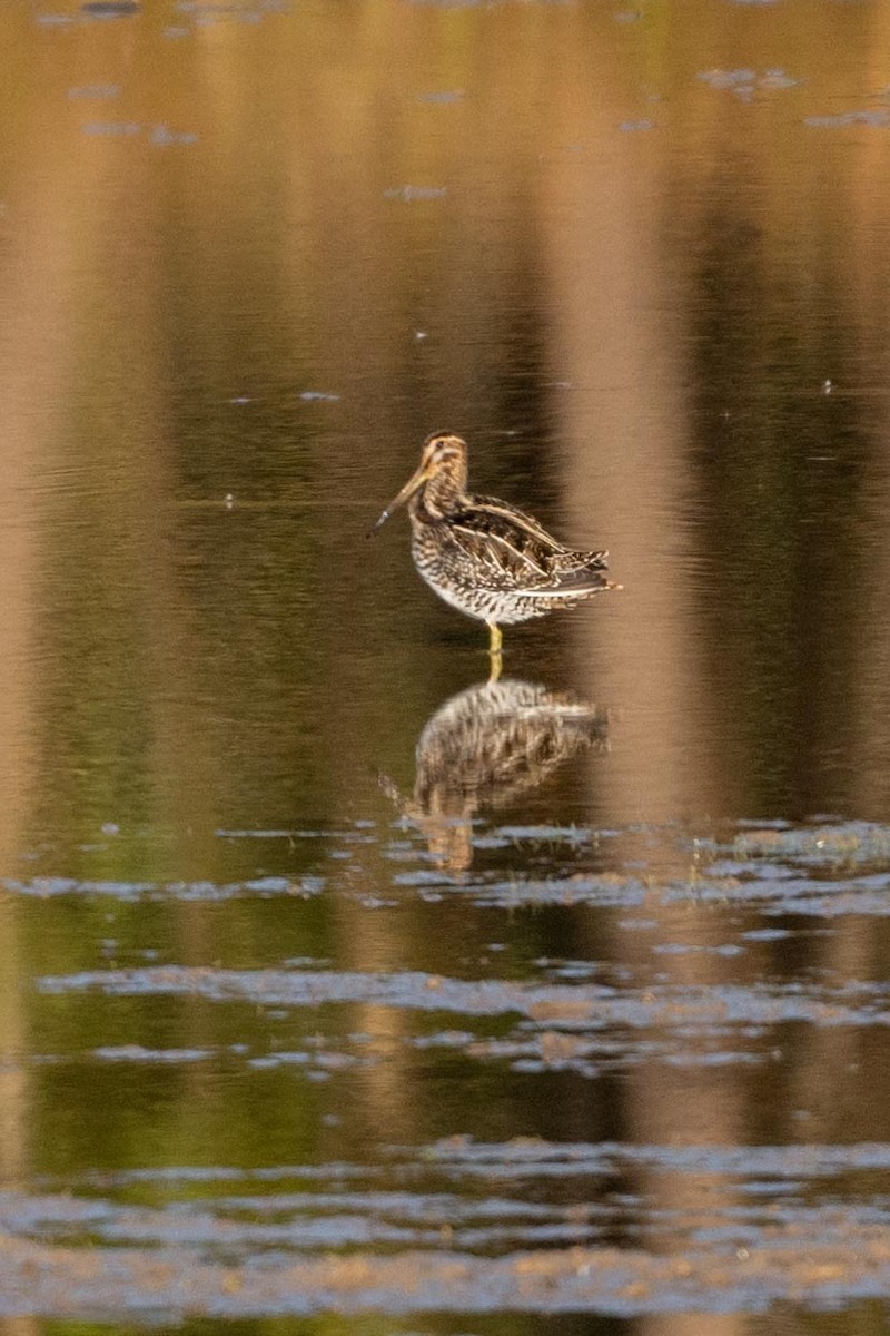 Wilson's Snipe - ML644485944