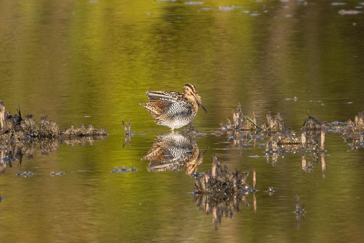 Wilson's Snipe - ML644485945