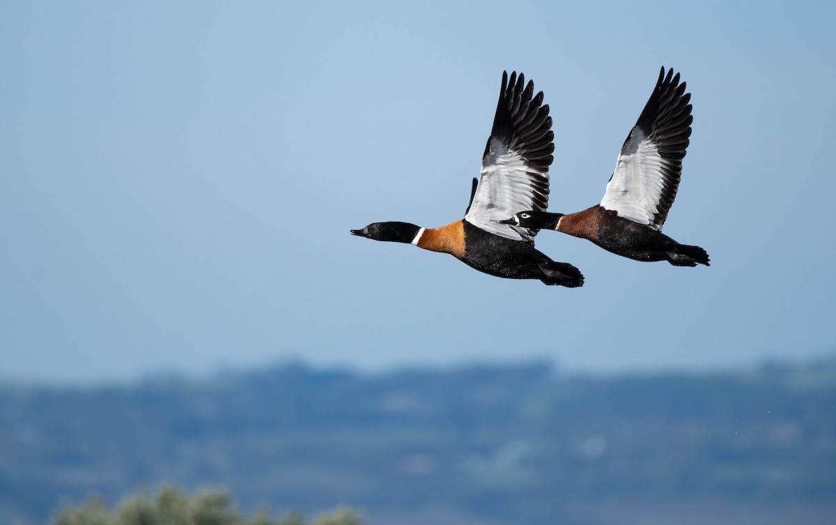 Australian Shelduck - ML644485947
