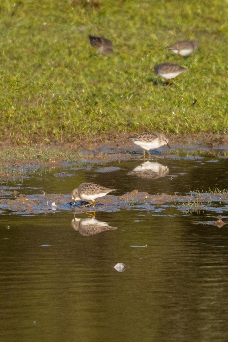 アメリカヒバリシギ - ML644485948