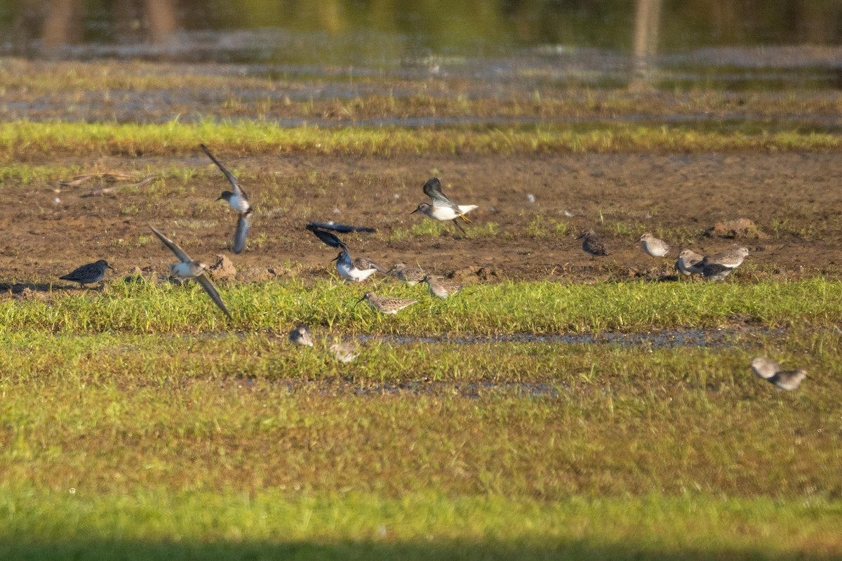 アメリカヒバリシギ - ML644485949