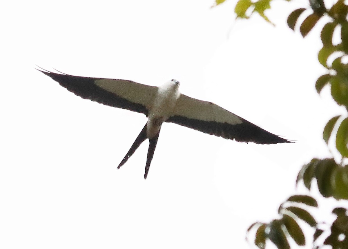 Swallow-tailed Kite - ML644485957