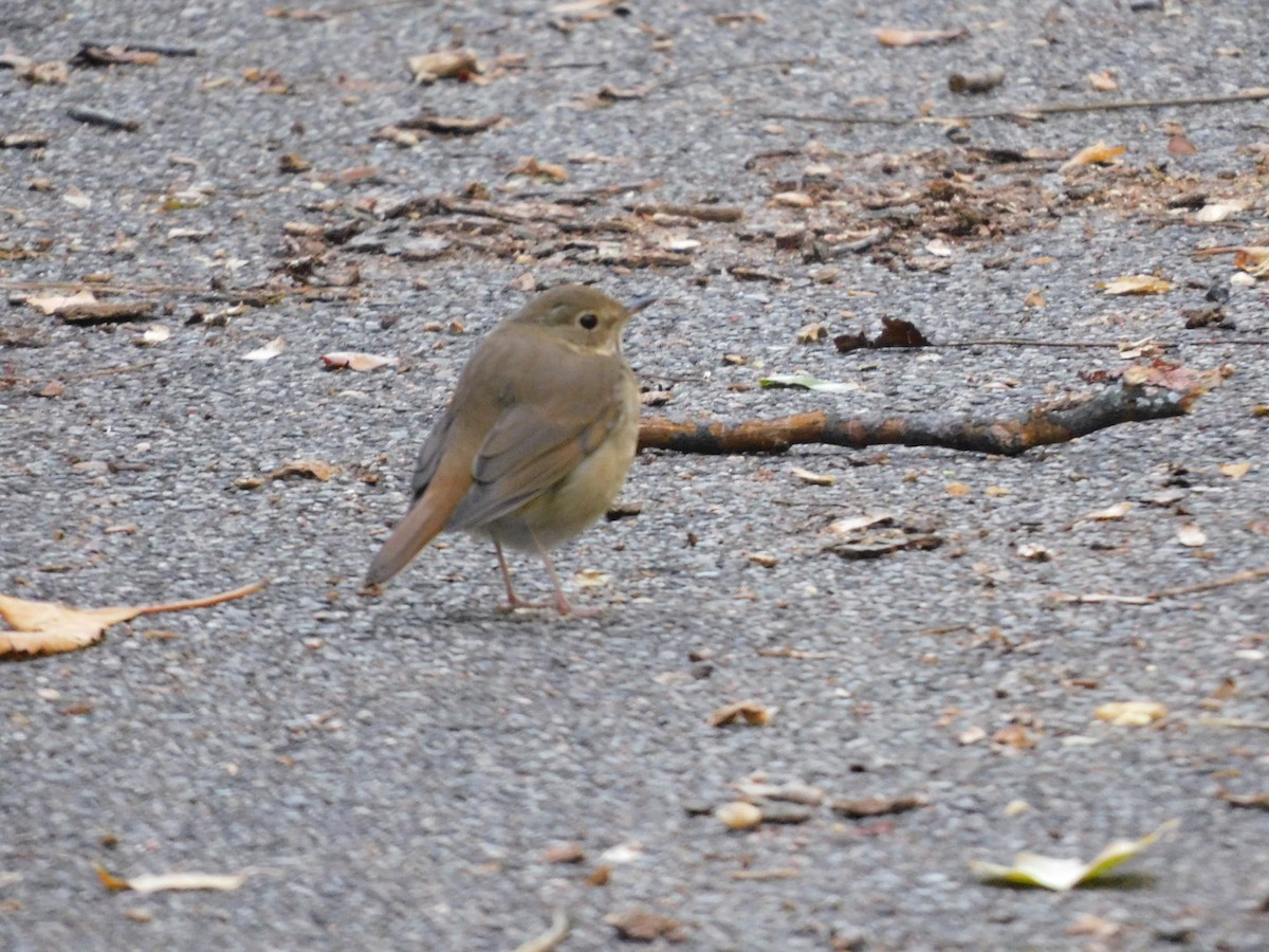 Hermit Thrush - ML644485974