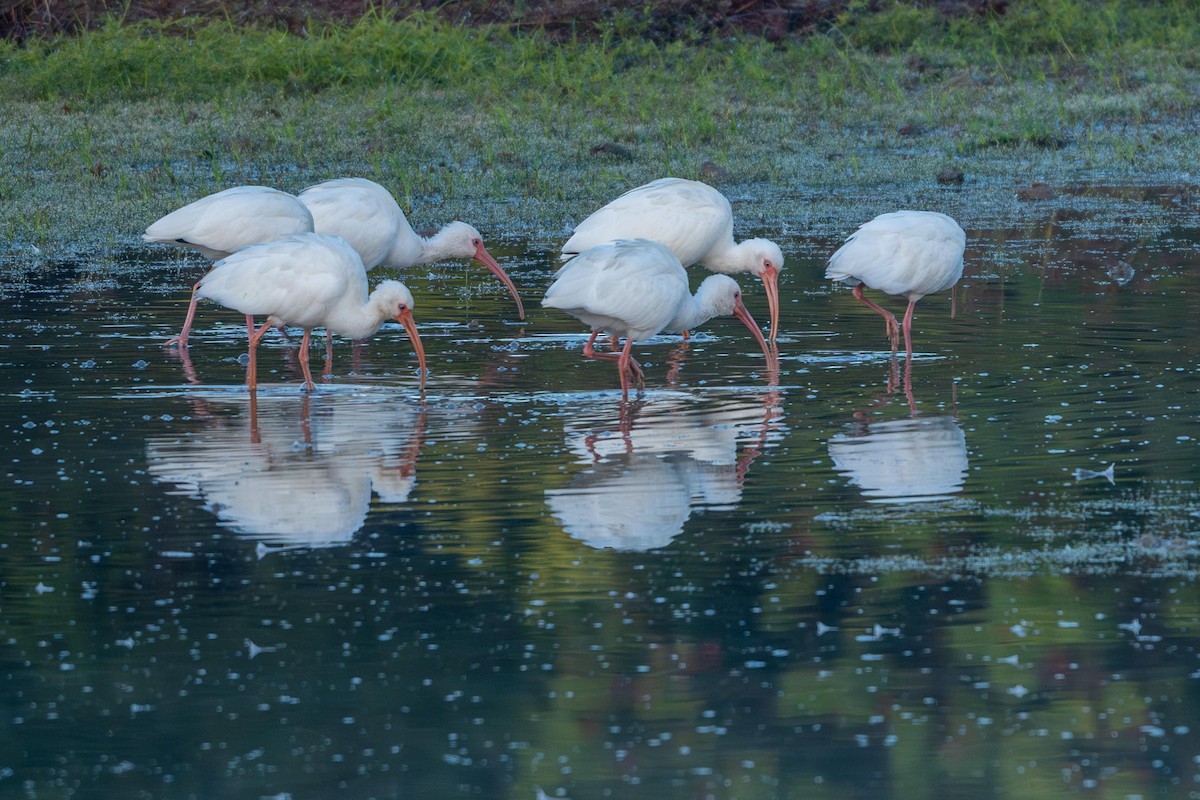 White Ibis - ML644485976