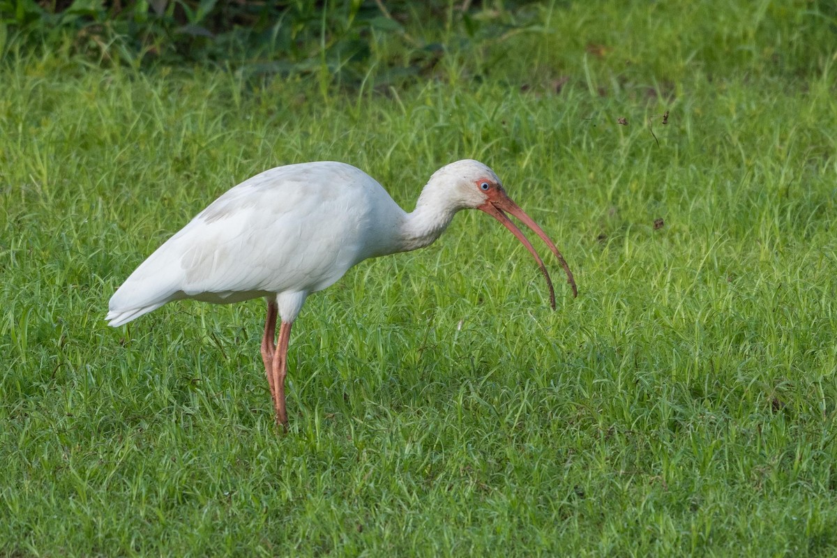 White Ibis - ML644485977