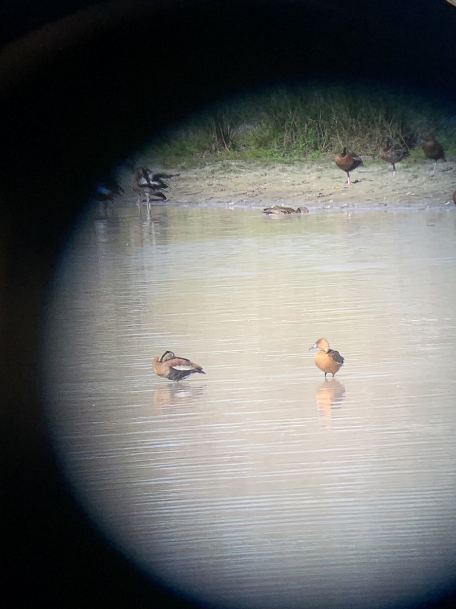 Fulvous Whistling-Duck - ML644485987