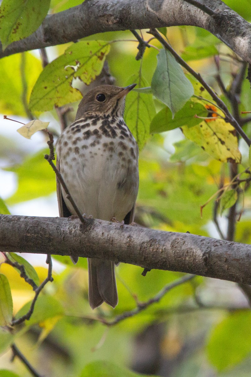 Hermit Thrush - ML644485988