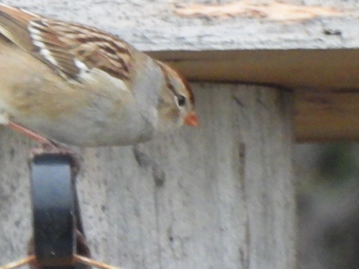 White-crowned Sparrow - ML644485993