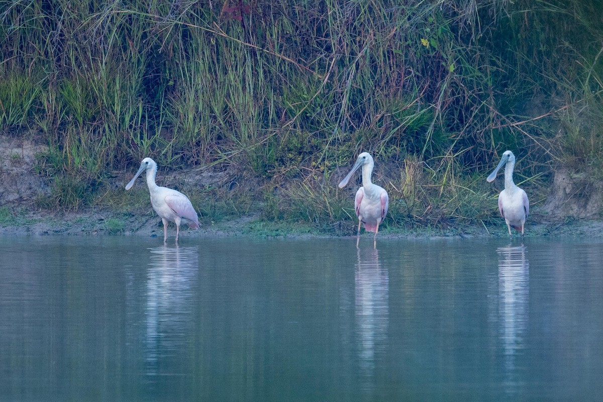 Roseate Spoonbill - ML644485994