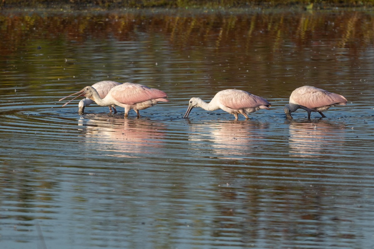 Roseate Spoonbill - ML644485995
