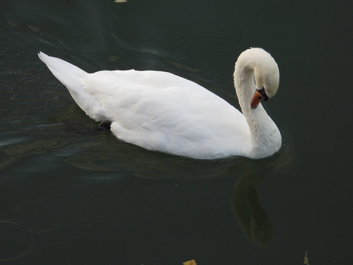 labuť velká - ML644486019