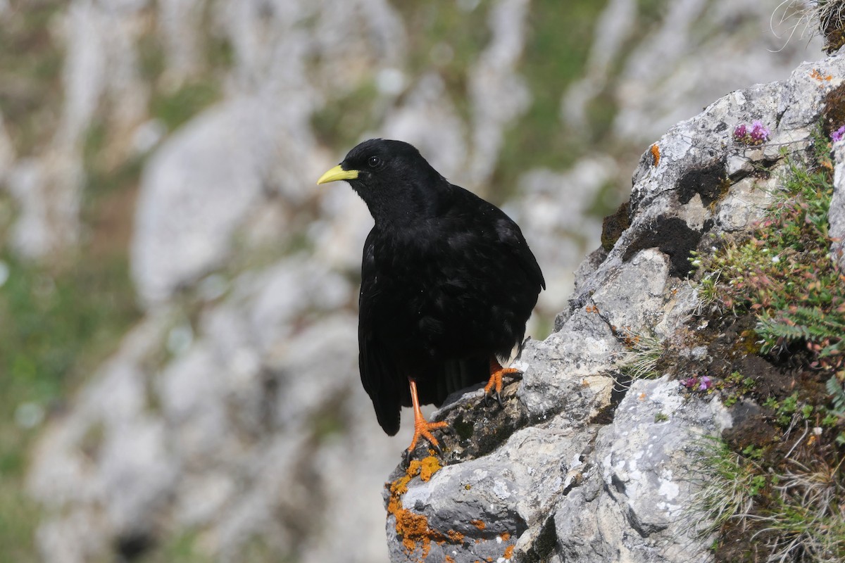 キバシガラス - ML644486020