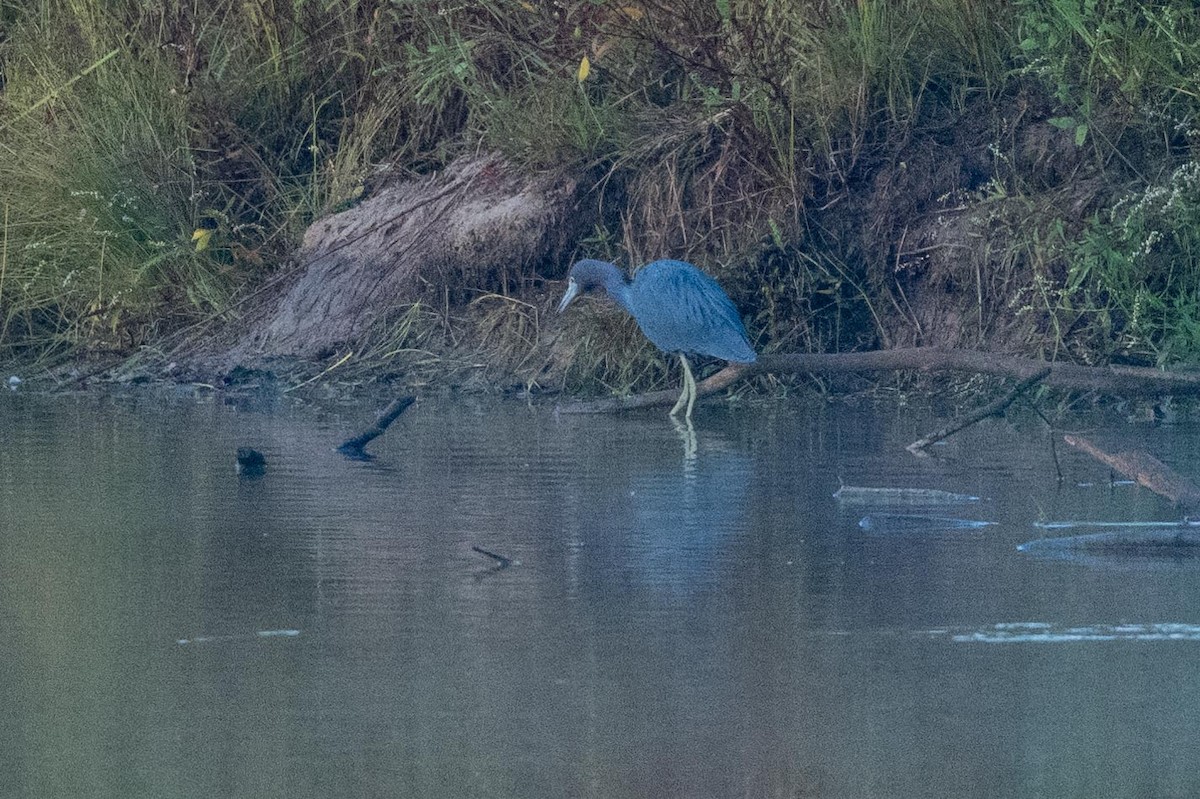 Little Blue Heron - ML644486023