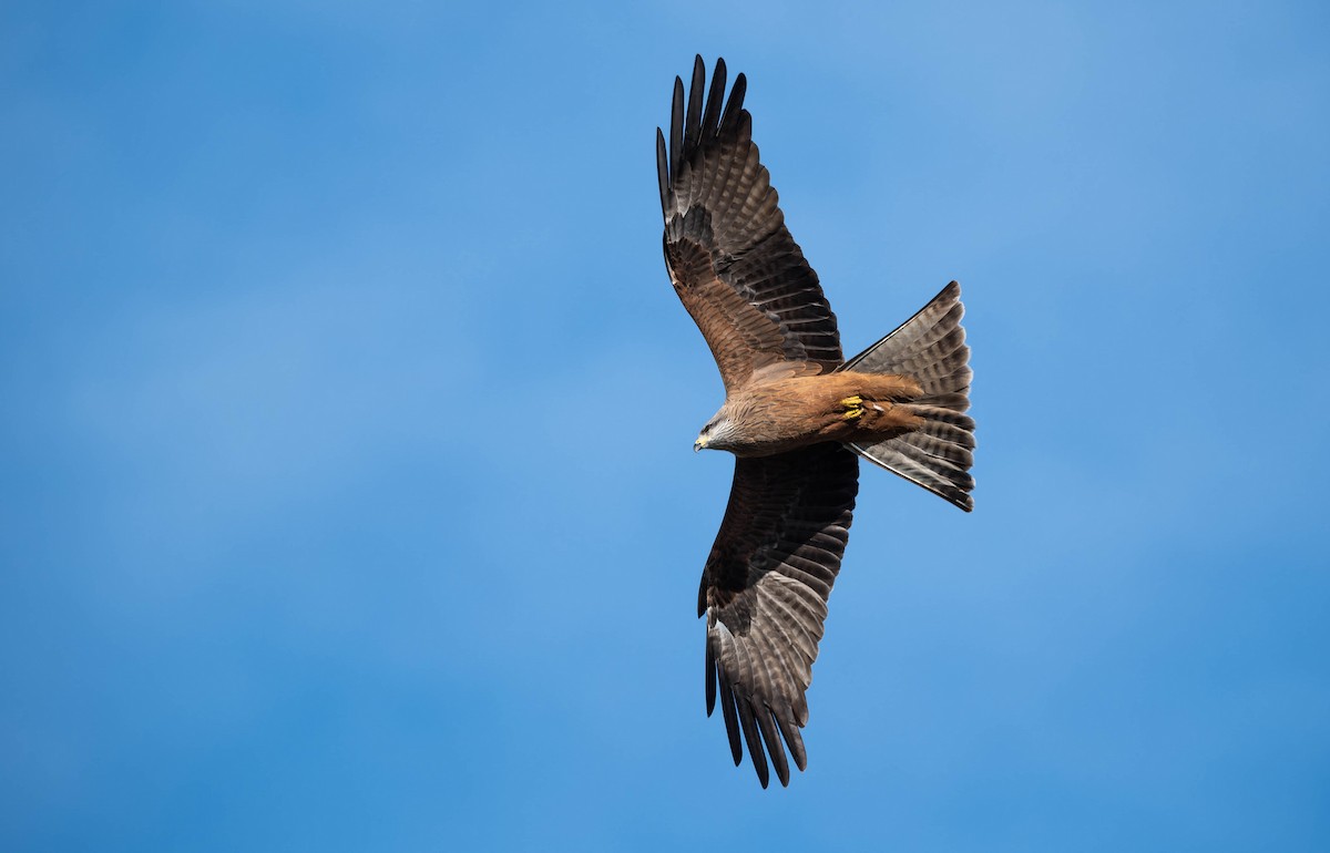 Nibbio bruno - ML644486024