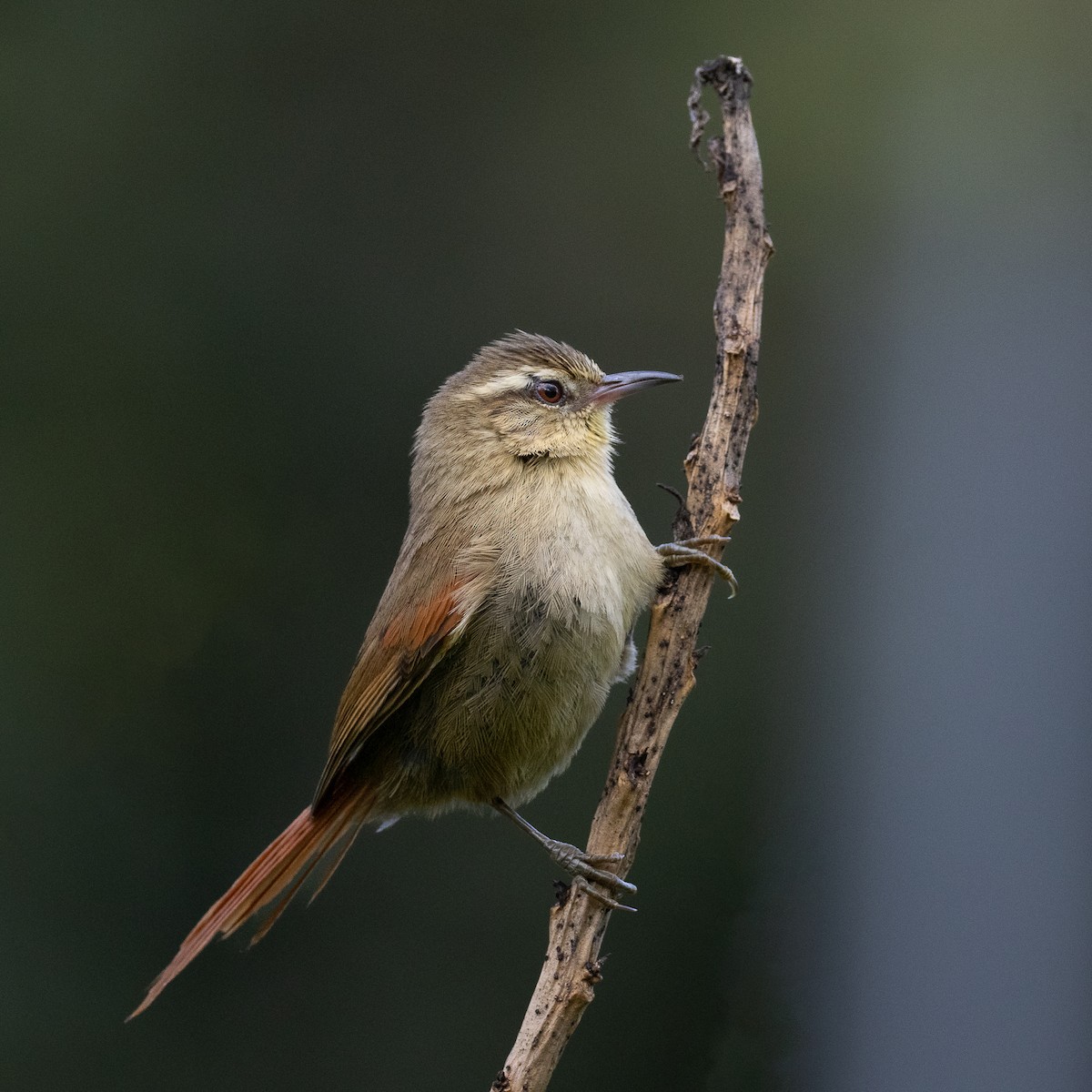 Olive Spinetail - ML644486026