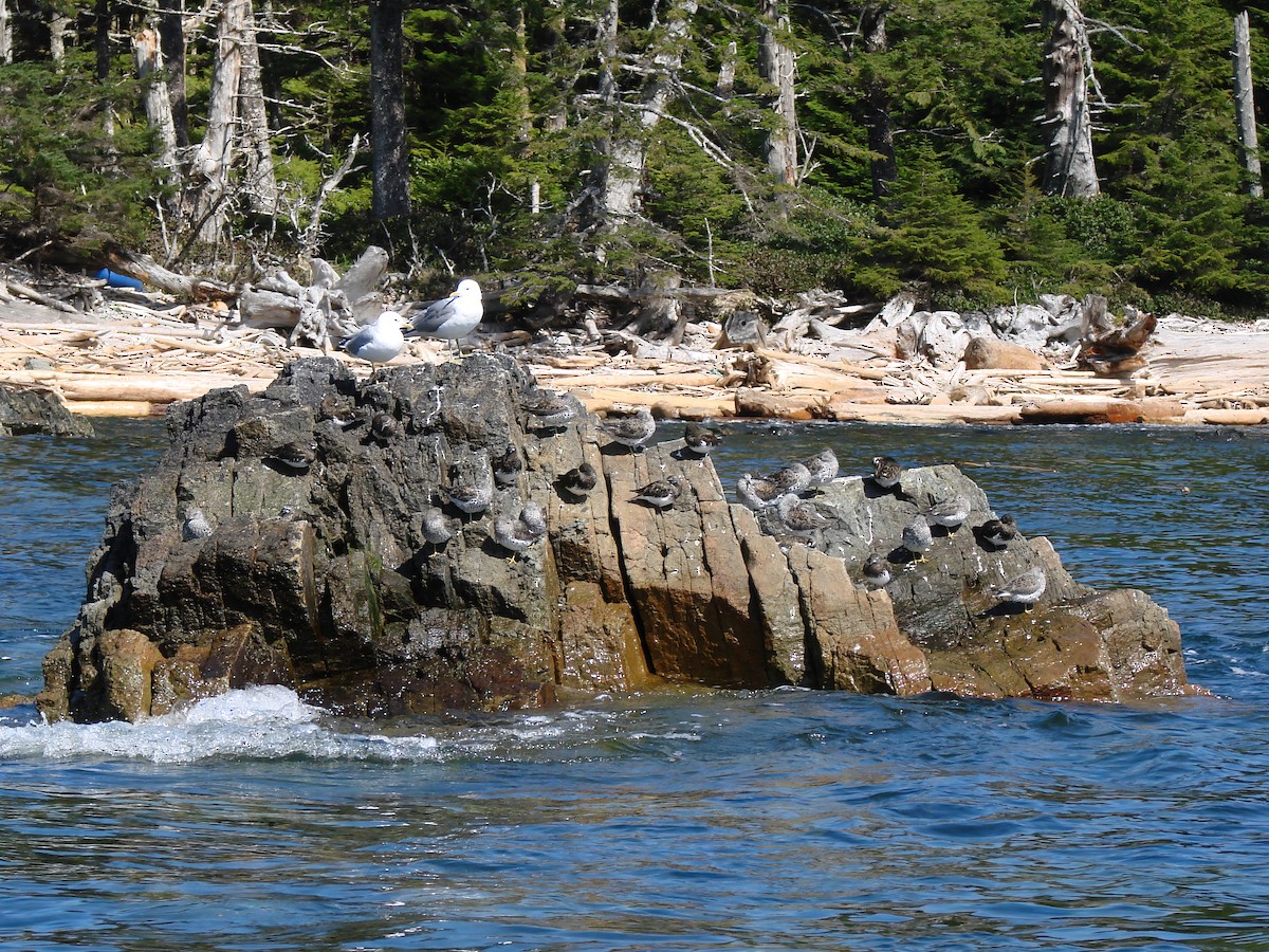 svartsteinvender - ML644486028