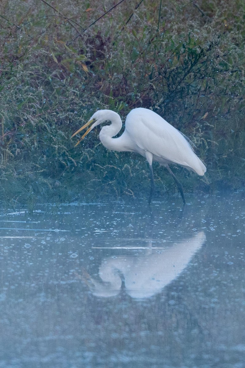 Great Egret - ML644486029